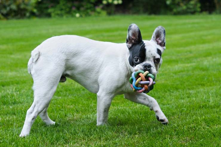 Come giocare con il cane adulto