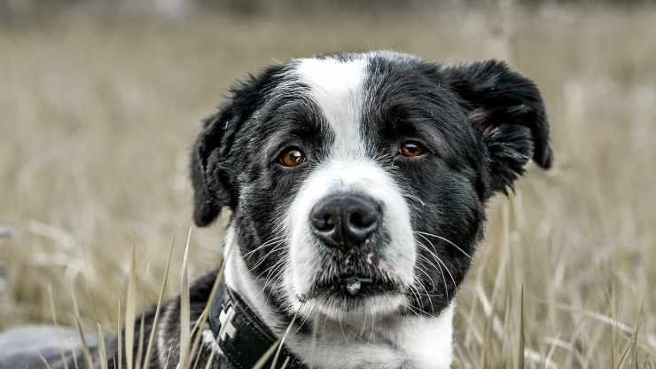 integratori naturali per il cane