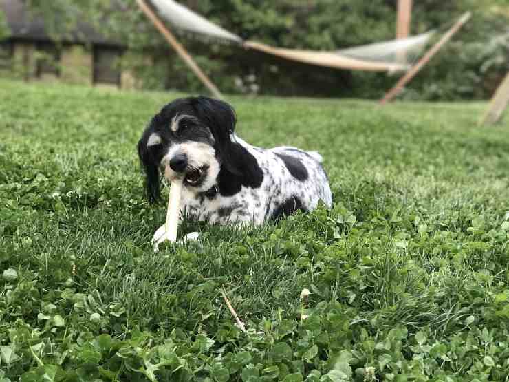 Alimenti per il cane inattivo