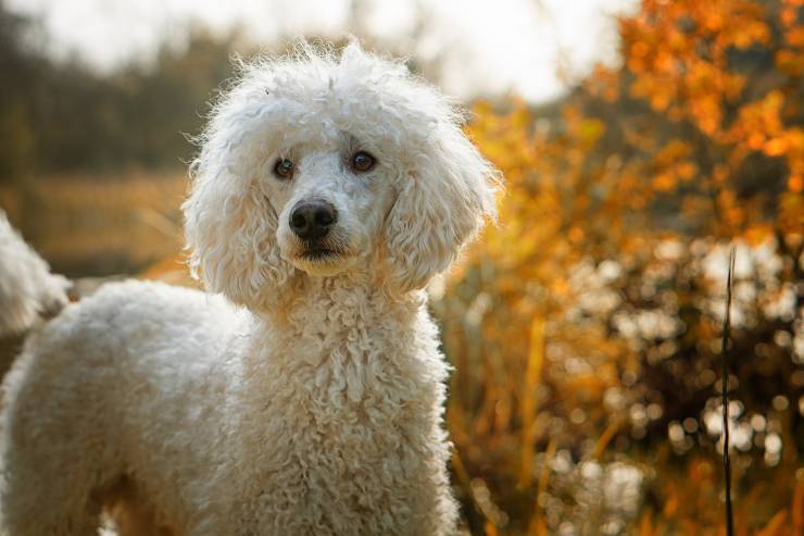 Cane nella natura