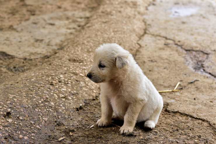 Il cane si irrigidisce e trema