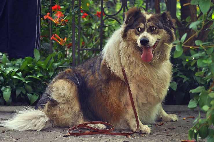 Come pulire il cane dopo un'uscita