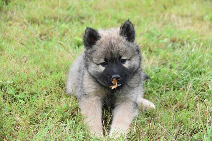 Mangime di pesce per cane