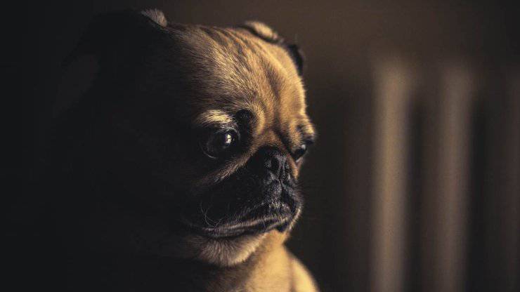 cane triste in primo piano (Foto Pixabay)