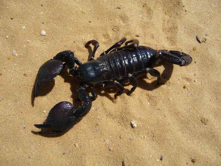 Scorpioni a rischio estinzione