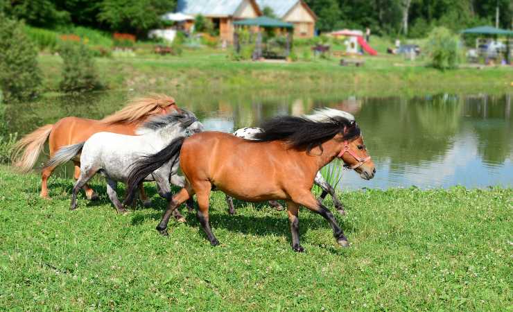 falabella