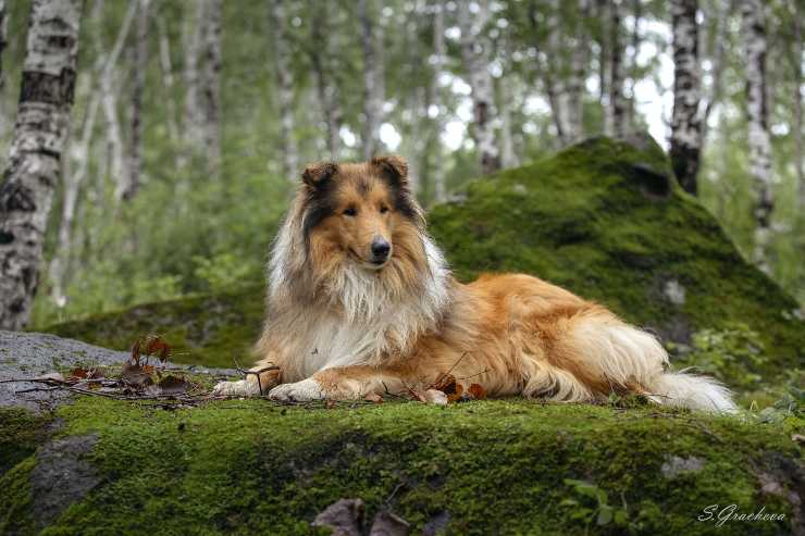 Cagnolini che adorano scavare