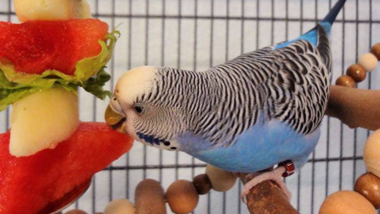 frutta e verdura per il pappagallo