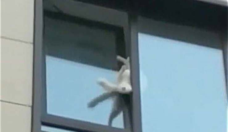 gatto incastrato nella finestra (Screen Video)