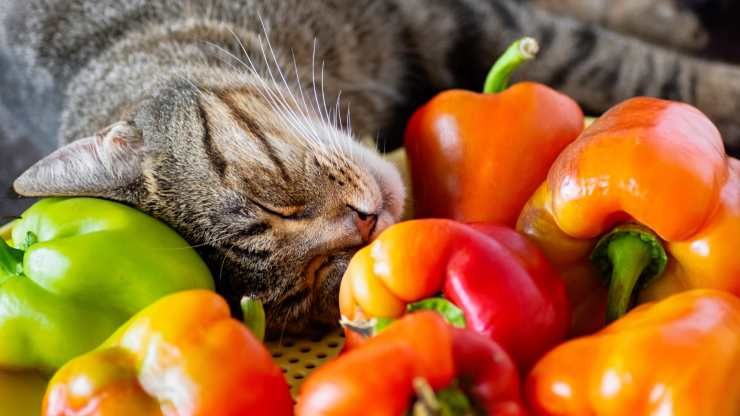 gatto può mangiare peperone