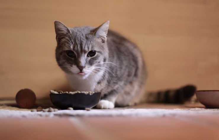 gatto può mangiare quinoa