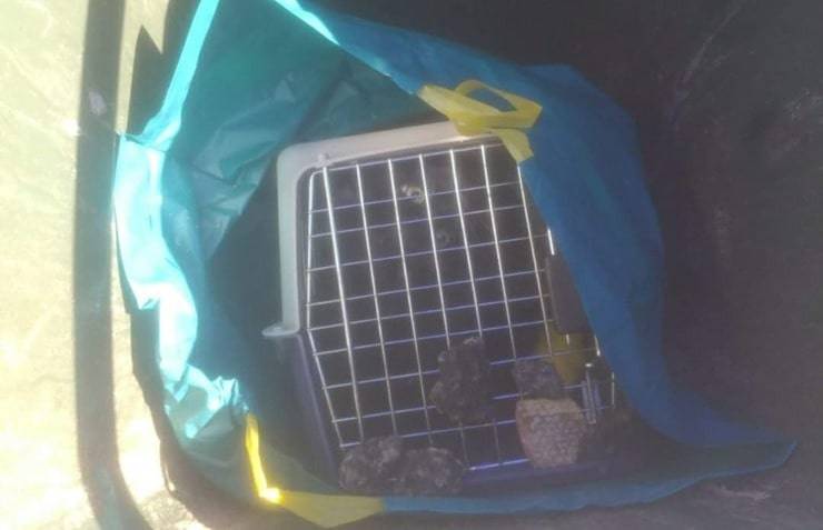 Gatto lasciato al sole rinchiuso in un bidone all'interno di una busta con del veleno per topi 