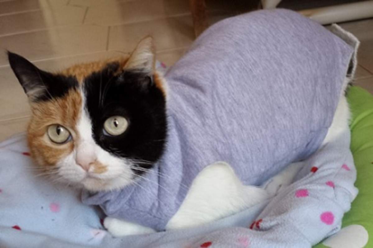 Tutorial Vestito Post Operatorio Gatto Fai Da Te Body Post