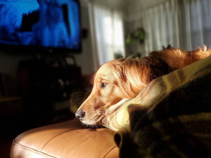 Cane guarda altri cani nella tv