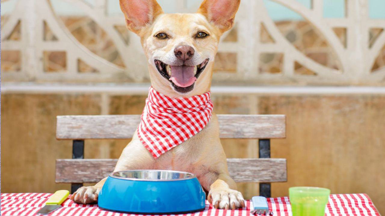 Il cane può mangiare i ceci?