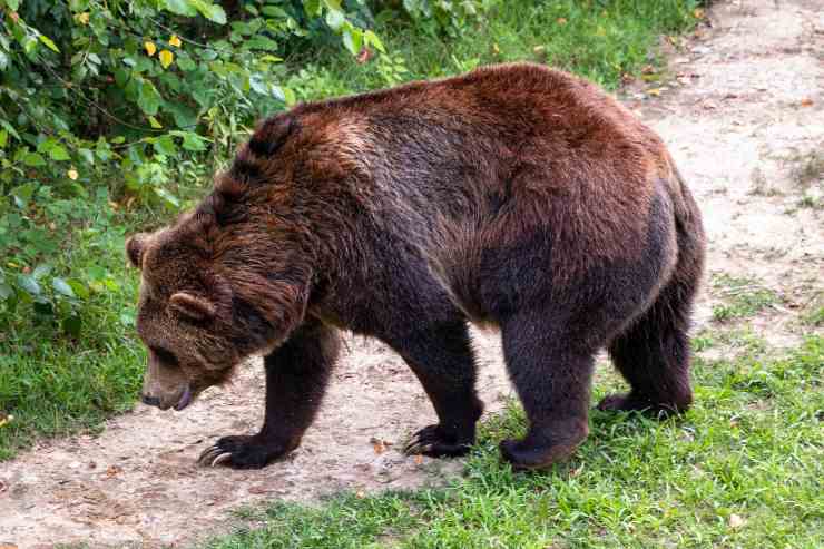 Alimenti nella dieta dell'orso