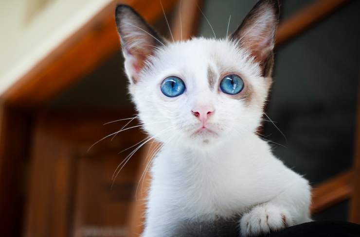 gattino bianco (Foto Pixabay)