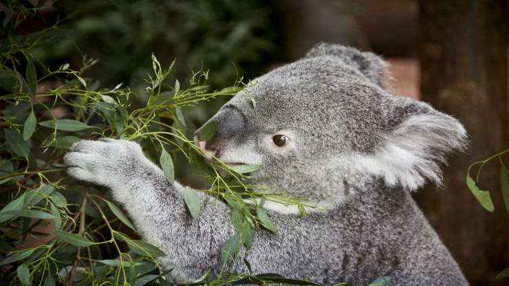 Il koala non beve