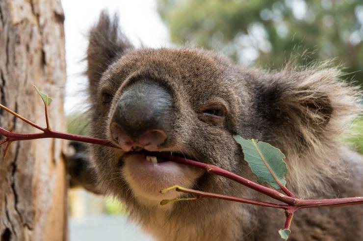 Koala morde ramo