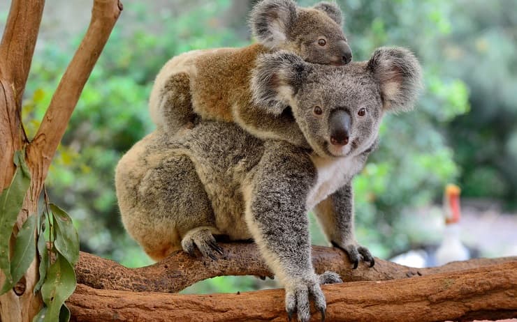 cucciolo koala