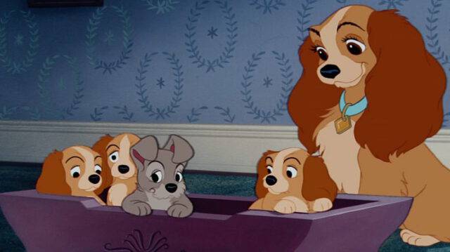 Il Cane Di Un Cartone Del 1955