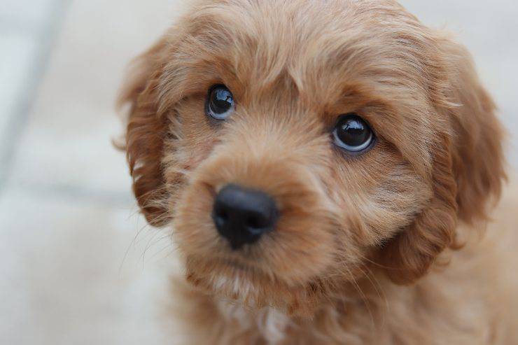 Il mangime di pesce adatto al cane