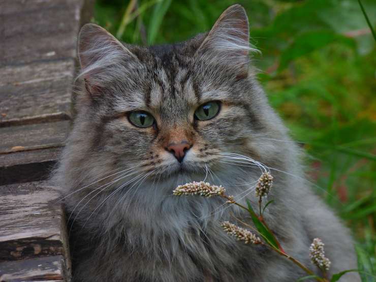 Gatti con malattie al cuore