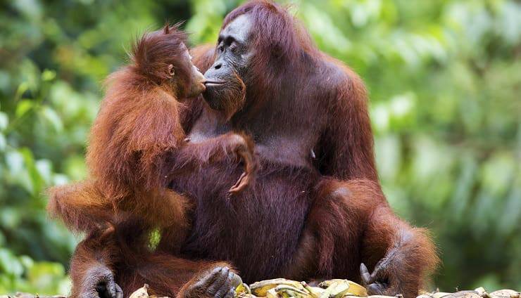 orangotando mamma e cucciolo