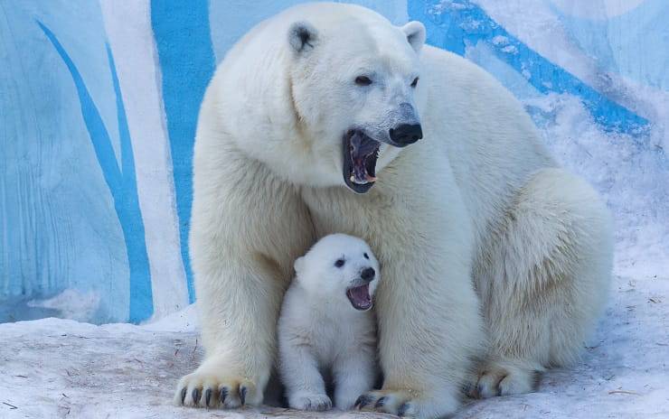 orso polare grande e piccolo mamme in natura