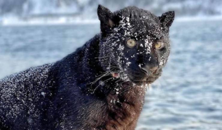 pantera ricoperta di neve (Foto Facebook)