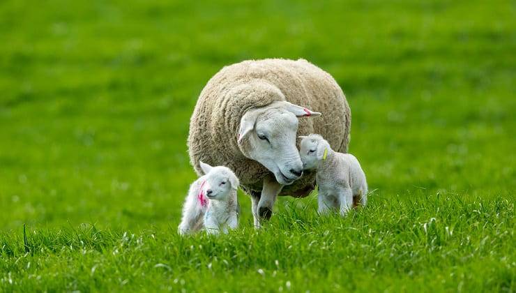mamme in natura pecore
