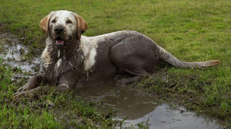 perché al cane piace giocare nel fango