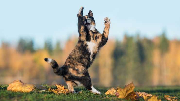 perché gatti saltano lateralmente