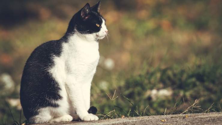 perché i gatti bicolore hanno la pancia bianca