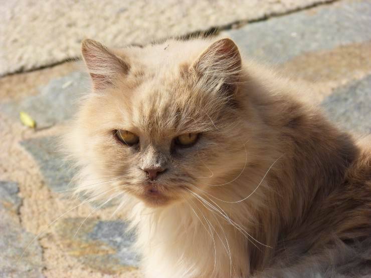 Felino con malattie al cuore