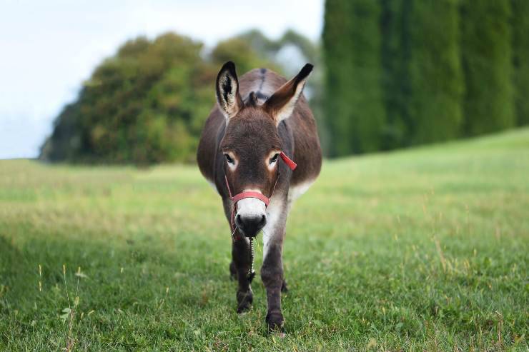 L'asino e il suo disturbo