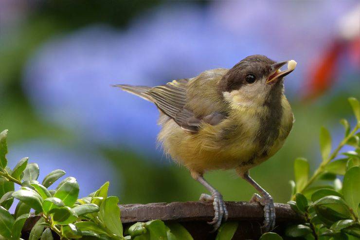 Le vitamine nella dieta degli uccelli