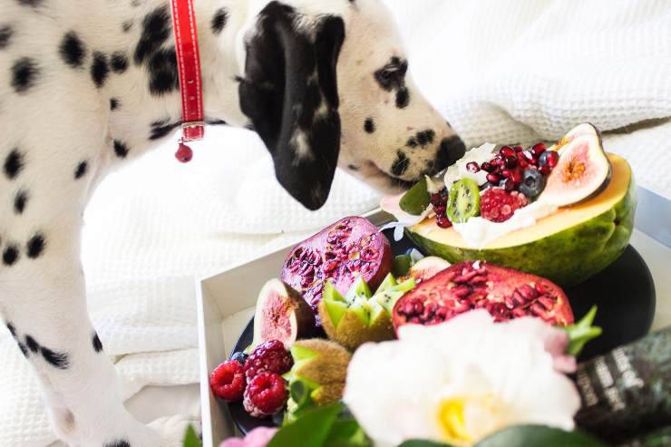 Il cane inattivo e gli alimenti giusti