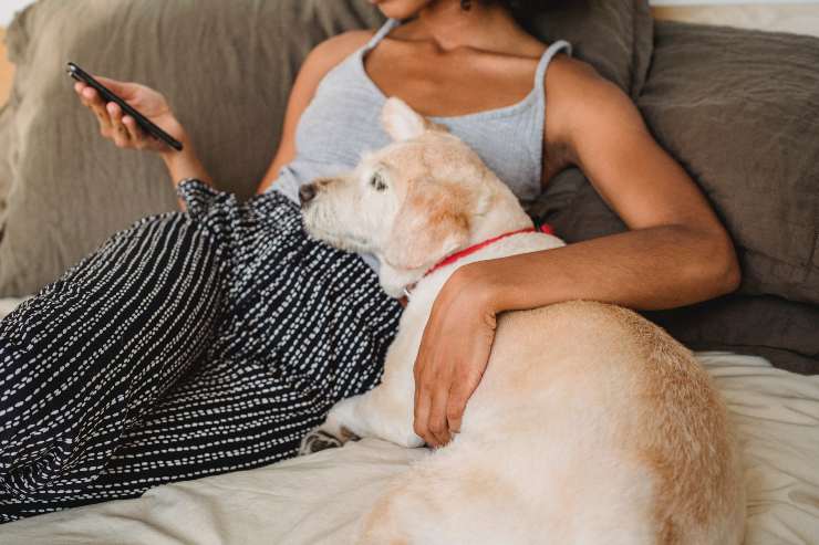 Fido guarda i suoi simili in tv