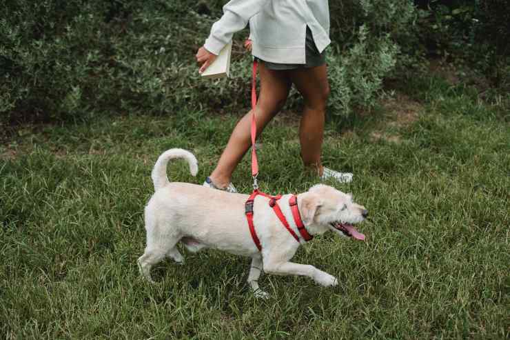 Come lavare fido dopo il passeggio