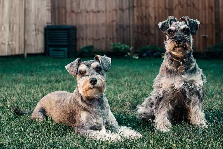 Razze di cani che scavano in giardino