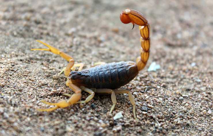 Scorpioni rischiano di estinguersi