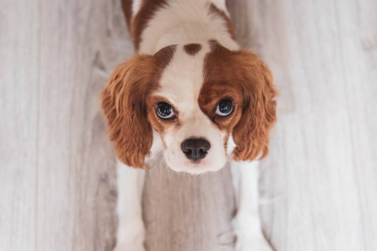 Cibo giusto per il cane