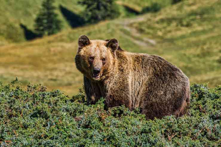 L'alimentazione dell'orso