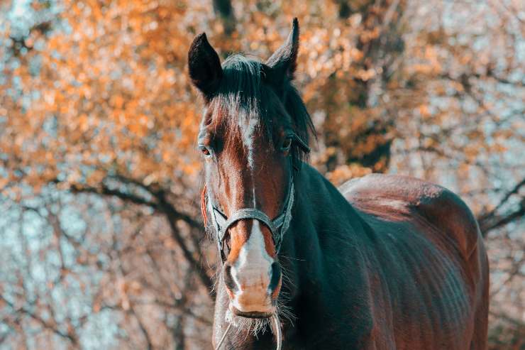 Patologia nel cavallo