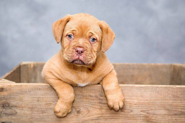 Come accogliere un nuovo cane in casa