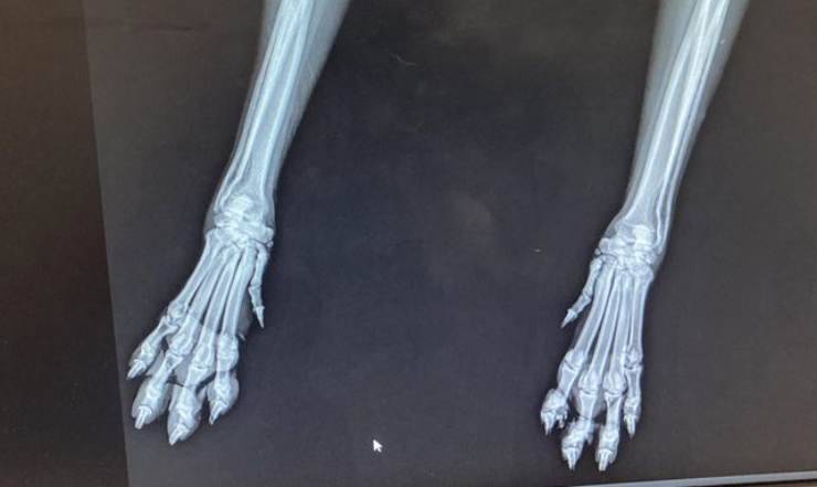 radiografia cane (Foto Twitter)