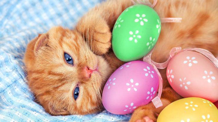 ricette per Pasqua al gatto