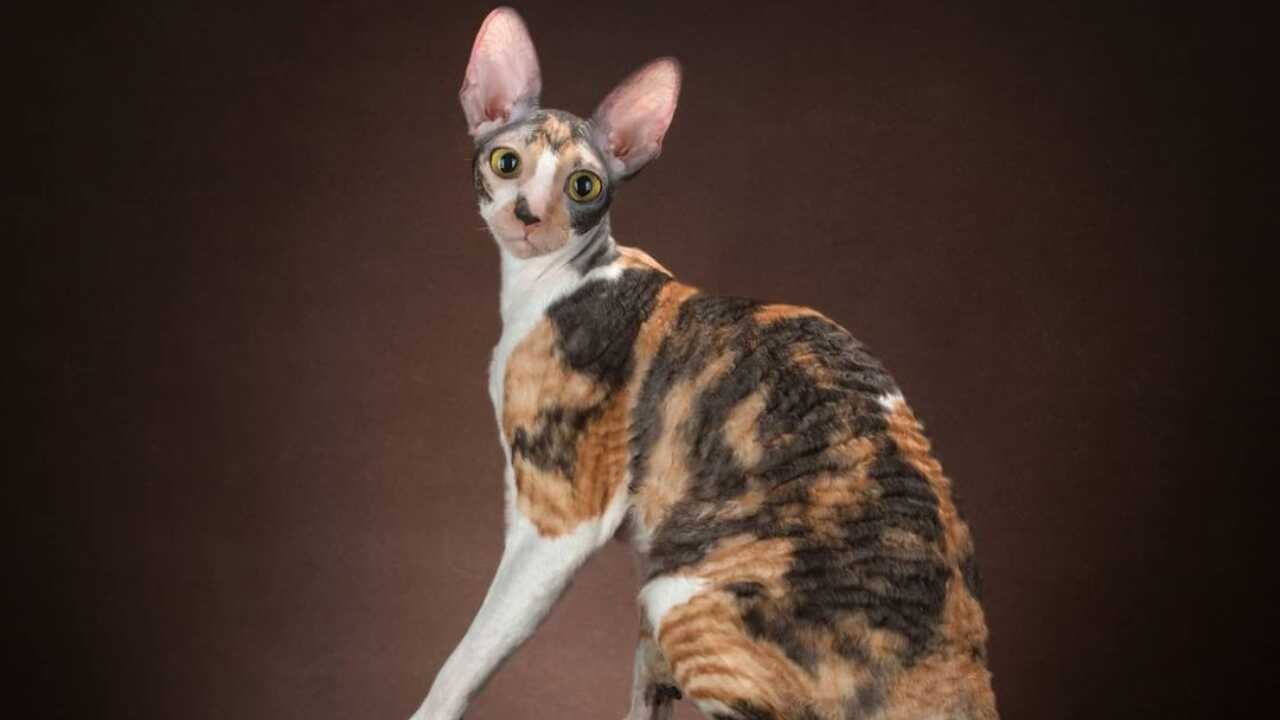 salute cornish rex