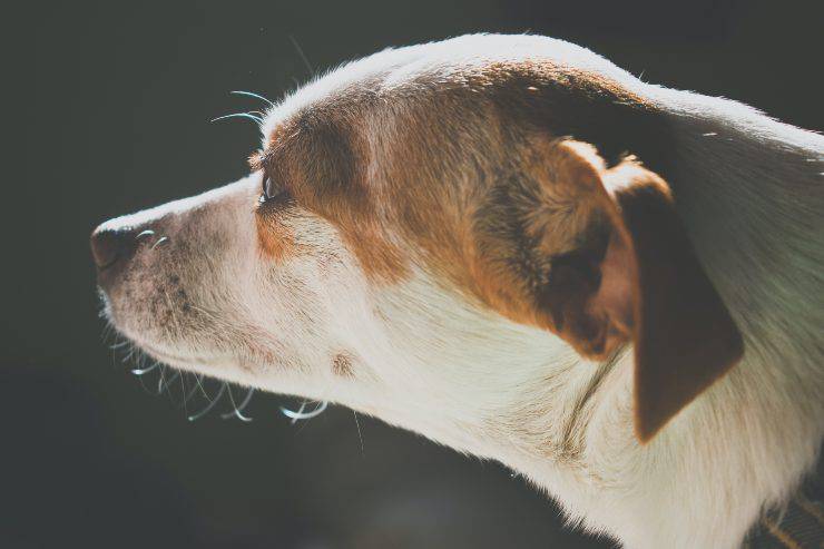 La malattia del cane